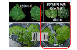 近日，微生物研究所發(fā)現(xiàn)雙生病毒調(diào)控植物免疫平衡實(shí)現(xiàn)全新生態(tài)功能